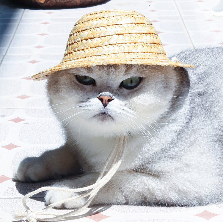 القط قبعة القش