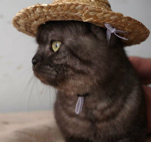 القط قبعة القش